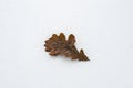 Leaf of an oak on snow Royalty Free Stock Photo