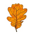 Leaf of oak tree, deciduous shrubbery, tree with dense crown.