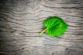 Leaf on old wooden