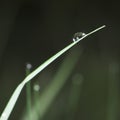 Leaf and one drop