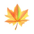 Leaf Orange and Green Color Autumn Fallen Object