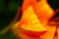 Leaf of orange Lily flower with a raindrops on it Royalty Free Stock Photo