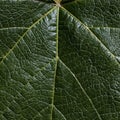 Leaf at close