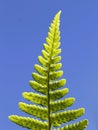 Leaf of the ostrich fern, Matteuccia struthiopteris.