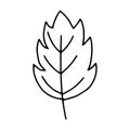 Leaf outline line.Doodle style.The leaves of the trees, monstera, tropical leaves.Black and white image isolated on a white Royalty Free Stock Photo