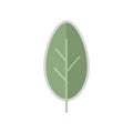 The leaf is oval shaped with a smooth texture and a light gray outline Royalty Free Stock Photo