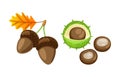 Leaf with Pair of Acorns and Chestnut Set Vector