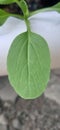 Leaf pakchoy green Royalty Free Stock Photo