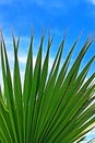 Leaf of a palm tree against the clear blue sky Royalty Free Stock Photo