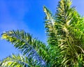 Leaf of palm tree with blue sky Royalty Free Stock Photo