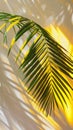 A leaf from a palm tree creates a symmetrical pattern on a wall with its shadow Royalty Free Stock Photo