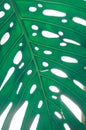 leaf of the palma & x28;closeup& x29;