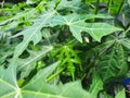 The leaf of papaya tree with texture for background Royalty Free Stock Photo