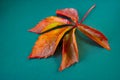 A leaf of parthenocissus quinquefolia. Known as Virginia creeper or five finger Royalty Free Stock Photo