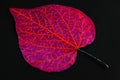 Leaf with pattern drawn on it. Royalty Free Stock Photo