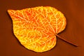 Leaf with pattern drawn on it. Royalty Free Stock Photo