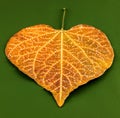 Leaf with pattern drawn on it. Royalty Free Stock Photo