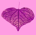 Leaf with pattern drawn on it. Royalty Free Stock Photo