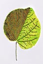 Leaf with pattern drawn on it. Royalty Free Stock Photo