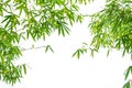 Leaf pattern leaves bamboo or abstract background . Green Energy Royalty Free Stock Photo