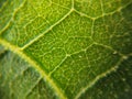 Leaf pattern macroscopic photo Royalty Free Stock Photo