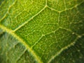 Leaf pattern macroscopic photo