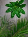 Leaf pattern. Popular plant in interior design, Green tropical leaves on gray concrete background. Summer concept. Flat lay, top