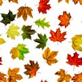 Leaf pattern seamless. Colorful maple foliage. Season leaves fall background. Autumn yellow red, orange leaf isolated on white Royalty Free Stock Photo
