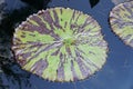 Leaf pattern of Tropical Day-Flowering Waterlily plant