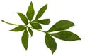 Leaf of peony flower, lat. Paeonia, isolated on white background Royalty Free Stock Photo