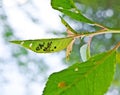 Leaf pests (Aphidina). Royalty Free Stock Photo