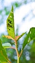 Leaf pests (Aphidina) Royalty Free Stock Photo