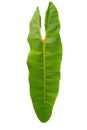 Leaf of the Philodendron billietiae croat plant