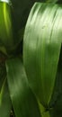 Leaf photo aesthetic, home garden daily photo. Vertical modern photo for mobile wallpaper.