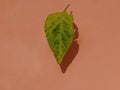 Leaf in the pink background in the water green leaf safe green safe earth environment nature
