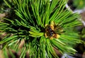 Leaf of Pinus flexilis, the limber pine Royalty Free Stock Photo