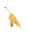 Leaf of plane tree isolated for background Royalty Free Stock Photo