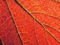 Leaf of a plant in autumn close up. Saturated red color. Abstract background or wallpaper Royalty Free Stock Photo