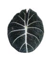 A leaf of the plant black velvet