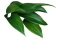 Leaf plant branches. Tropical plant isolated on white background have clipping path