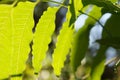 Leaf of plant in Chiangmai Royalty Free Stock Photo