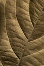 Leaf of plant close up Royalty Free Stock Photo