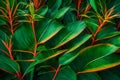 Leaf or plant Cordyline fruticosa leaves calming coral colorful vivid tropical nature background