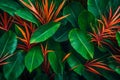 Leaf or plant Cordyline fruticose leaves calming coral colorful vivid tropical nature