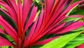 Leaf or plant Cordyline fruticosa leaves calming coral colorful vivid tropical nature background