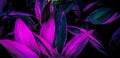 Leaf or plant Cordyline fruticosa leaves colorful vivid tropical beautiful nature background