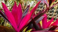 Leaf or plant Cordyline fruticosa leaves colorful vivid tropical nature background