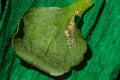 Leaf of a plant damaged by a disease on green paper Royalty Free Stock Photo