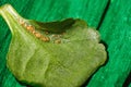 Leaf of a plant damaged by a disease on green paper, soft focus Royalty Free Stock Photo