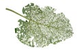 Leaf of a plant damaged by insects - agricultural pests.